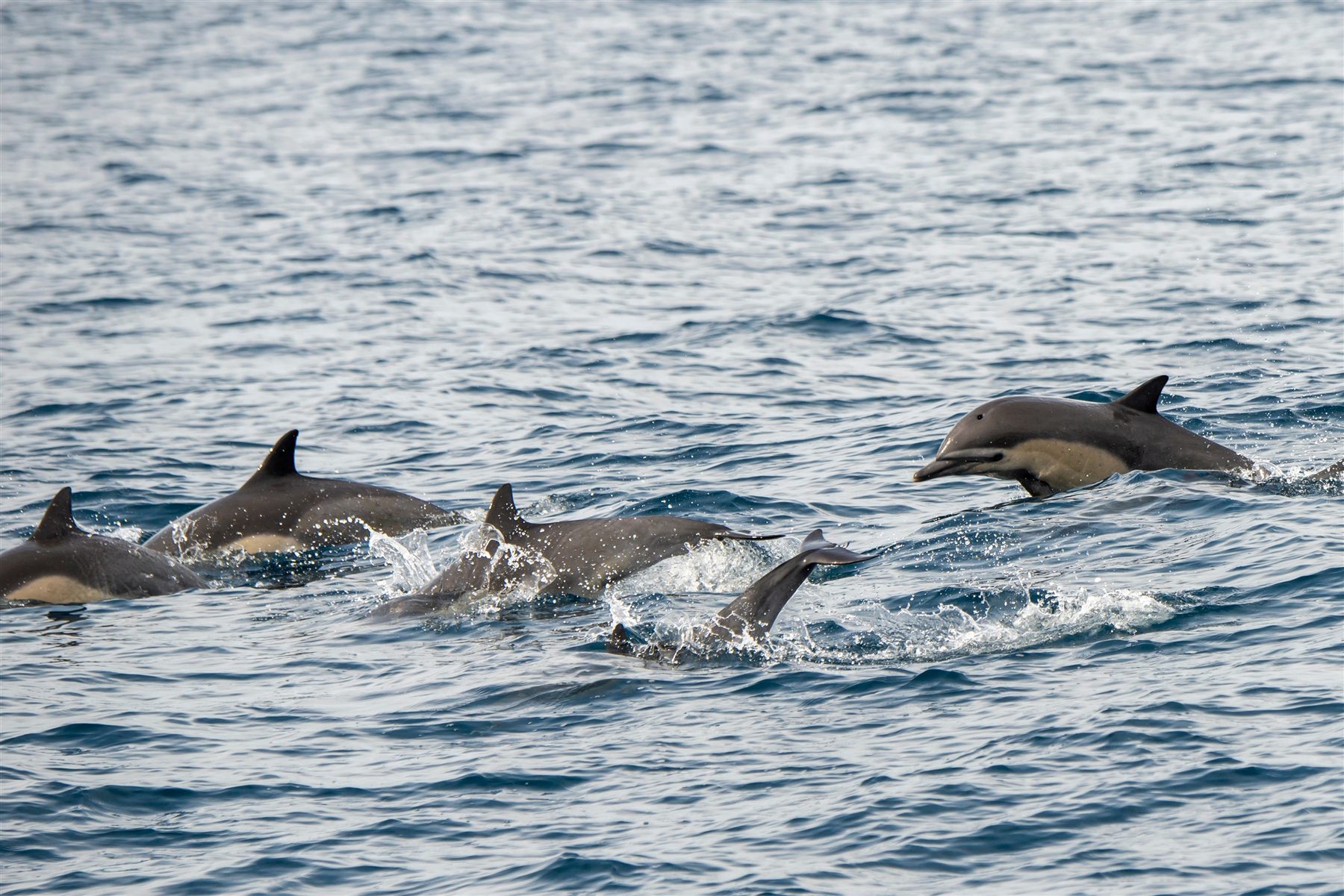 Whale and dolphin watching in the Gulf of Chiriquí
